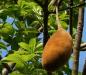 Preview: Adansonia digitata, Baobab, Bonsai, Affenbrotbaum, 5 Samen