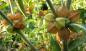 Preview: Withania somnifera, Indian Ginseng, 30 seeds