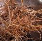 Preview: Withania somnifera, Indian Ginseng, 30 seeds