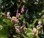 Preview: Basella alba, Edible Indian Cylon spinach, climber, 20 seeds