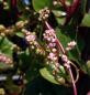 Preview: Basella alba, Edible Indian Cylon spinach, climber, 20 seeds
