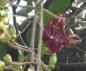 Preview: Kigelia pinnata, Leberwurstbaum, saucage tree, schwere Früchte,10 Samen