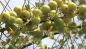Preview: Phyllanthus emblica,Otaheite Gooseberry, Gooseberry tree, 10 seeds