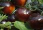 Preview: Tomato "Bosque Blue", organic, 10 Seeds