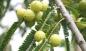 Preview: Phyllanthus emblica,Otaheite Gooseberry, Gooseberry tree, 10 seeds