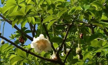 Adansonia digitata, Baobab, Bonsai, Affenbrotbaum, 5 Samen