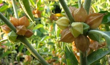 Withania somnifera, Indian Ginseng, 30 seeds