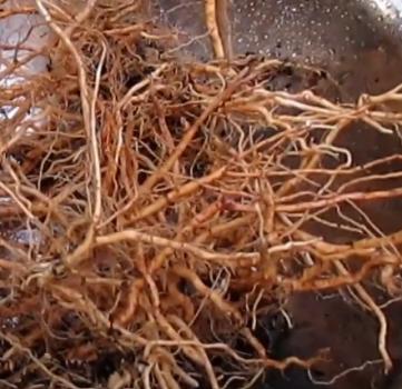 Withania somnifera, Indian Ginseng, 30 seeds