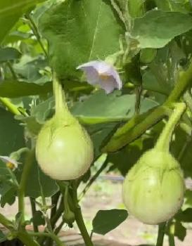 Eggplant, Egg Fruit, Green Egg Tree from Italy, Heirloom Seeds, 10 Seeds