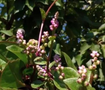 Basella alba, Edible Indian Cylon spinach, climber, 20 seeds