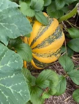 Hungarian Buen Gusto squash, organic from our farm, 10 seeds