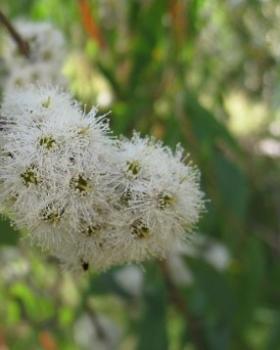 Eucalyptus globulus, Tasmanian Blue Gum, 15 seeds