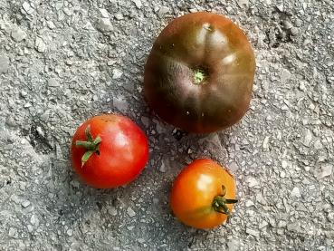 samenfest von unserer Farm ungarische Tomatensamen 2 farbige Cherrytomate 