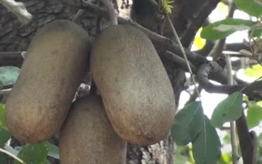 Kigelia pinnata, Leberwurstbaum, saucage tree, schwere Früchte,10 Samen