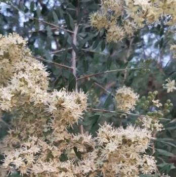 Lawsonia inermis, Henna, 30 seeds