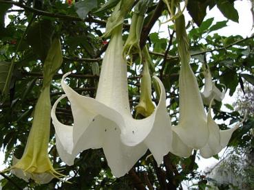 Baum-Brugmansia, Engelstrompete,weiss,Supergrosse Blüten, 5 Samen