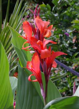 Canna Indica, Indisches Blumenrohr, 15 Samen