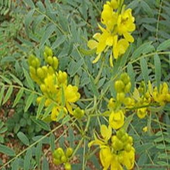 Cassia Spectabilis, Senna spectabilis, gelbblühende seltene Cassia Art, 10 Samen