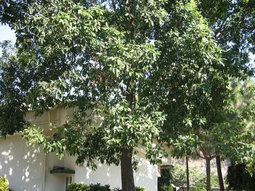 Elaeocarpus gnitrus (Bead Tree, Rudraksha Tree), 10 seeds