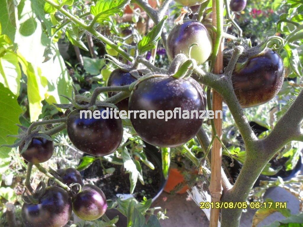 ungarische Tomatensamen schwarze/"Indigo Rose/",samenfest von unserer Farm