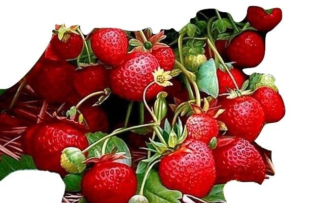 100 Samen Reichtragende Erdbeere "Rügen" von unserer Farm