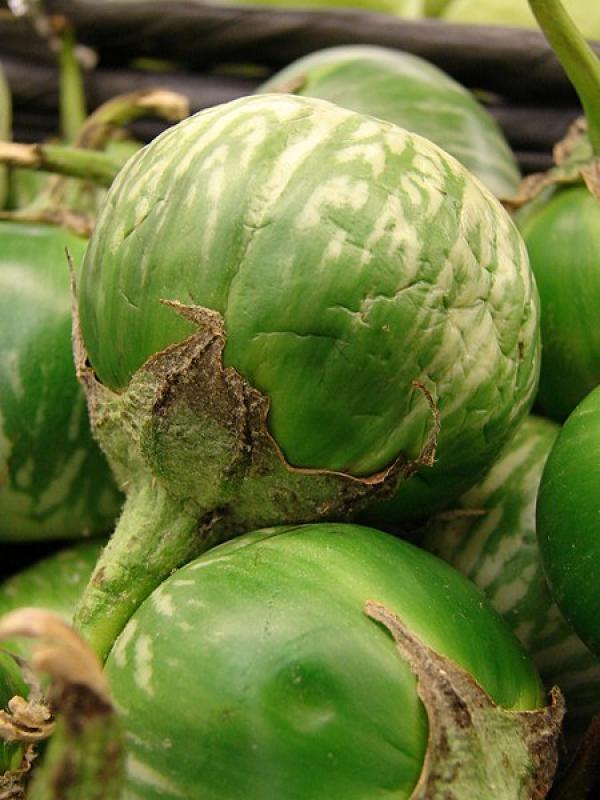 Eggplant (Aubergine, Eierbaum) from Italy, 15 seeds