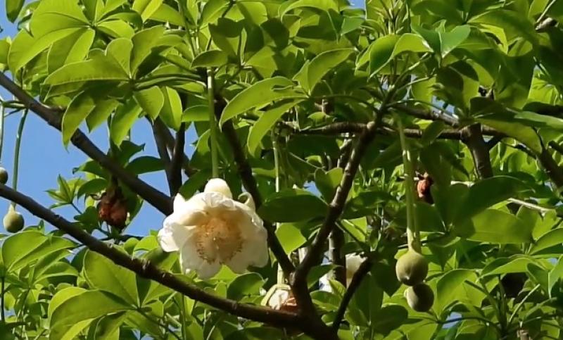 Adansonia digitata, Baobab, Bonsai, Affenbrotbaum, 5 Samen