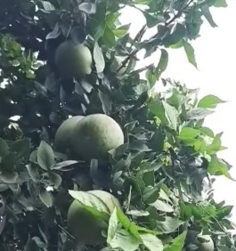 Aegle marmelos, Bengalische Quitte,  10 Samen