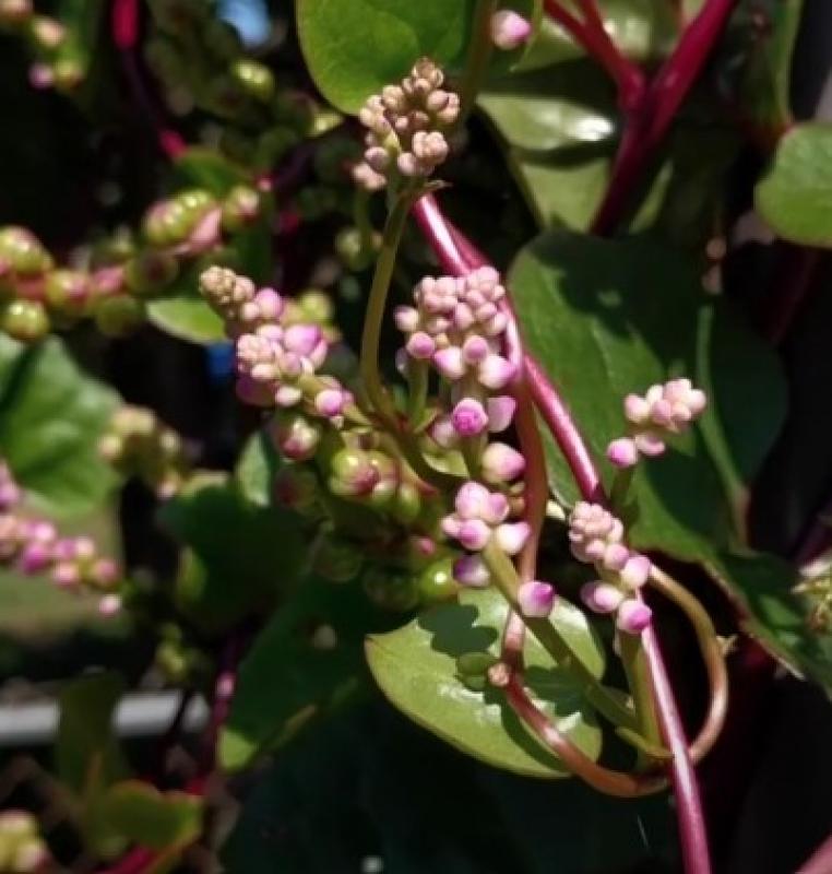 Basella alba, Edible Indian Cylon spinach, climber, 20 seeds