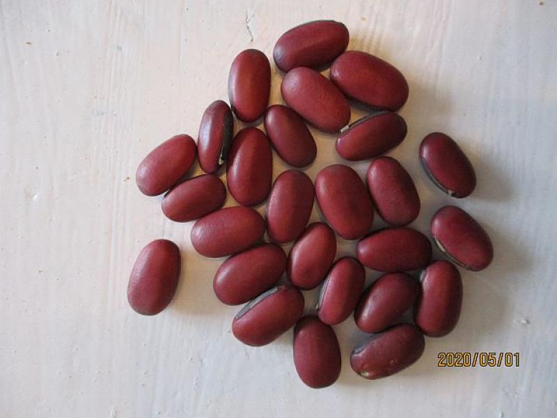 Canavalia gladiata, red sword bean, 15 seeds