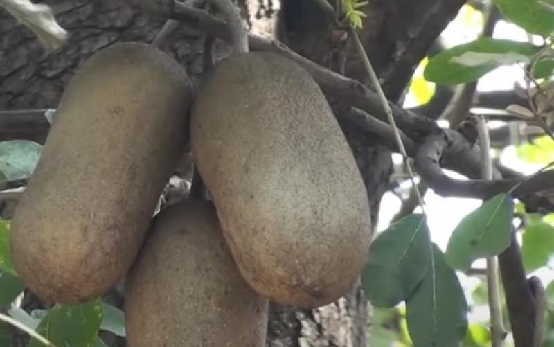 Kigelia pinnata, Leberwurstbaum, saucage tree, schwere Früchte,10 Samen