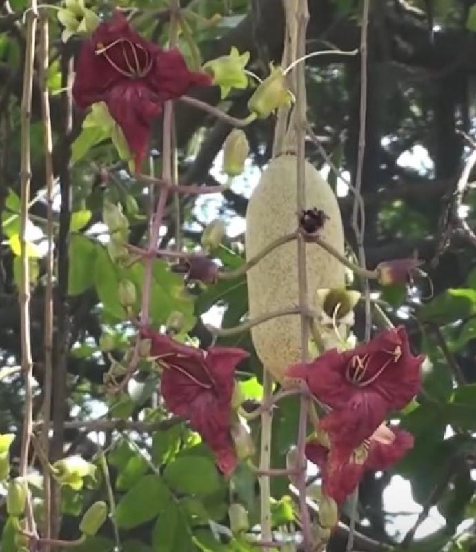 Kigelia pinnata, Leberwurstbaum, saucage tree, schwere Früchte,10 Samen