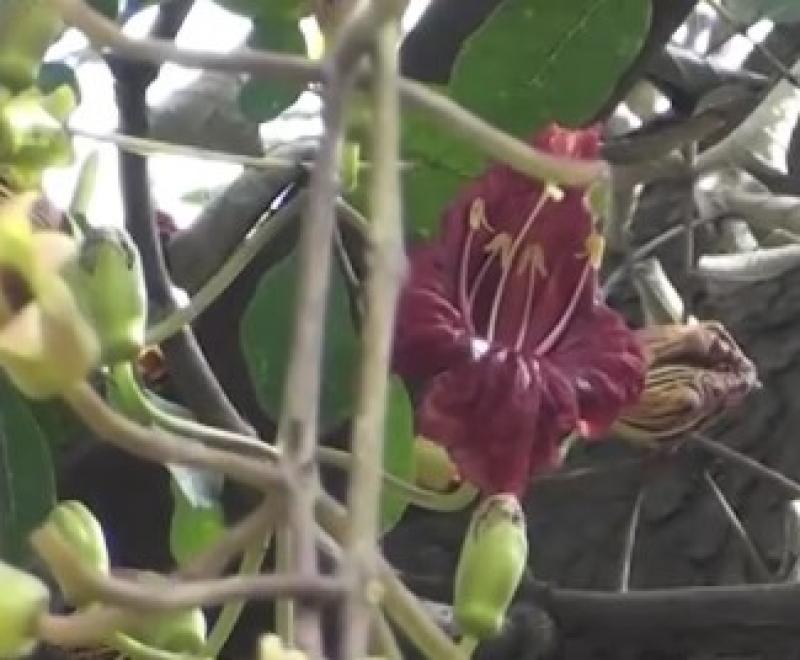 Kigelia pinnata, Leberwurstbaum, saucage tree, schwere Früchte,10 Samen