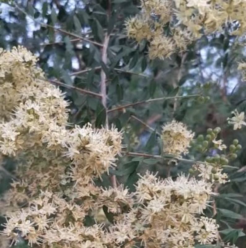 Lawsonia inermis, Henna, 30 seeds