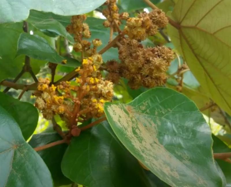 Mallotus tetracoccus , Rusty Kamala, 10 seeds