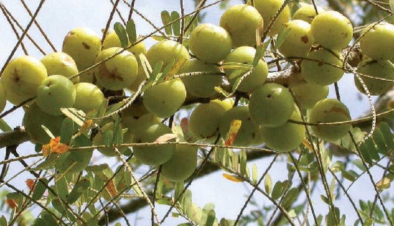 Phyllanthus emblica,Otaheite Gooseberry, Gooseberry tree, 10 seeds