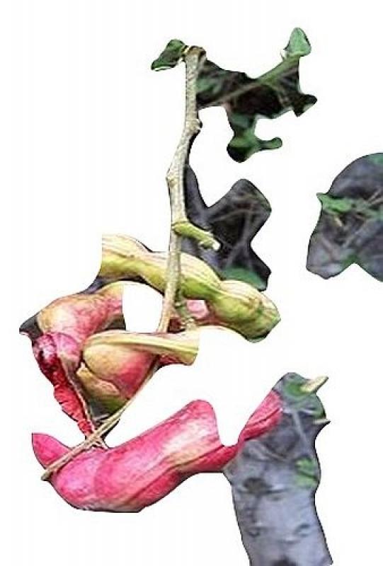 MANILLA TAMARIND, Pithecellobium Dulce, 15 seeds