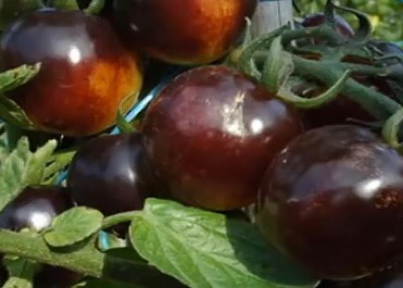 Tomato "Bosque Blue", organic, 10 Seeds