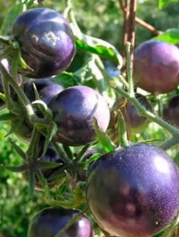 Tomato "Bosque Blue", organic, 10 Seeds