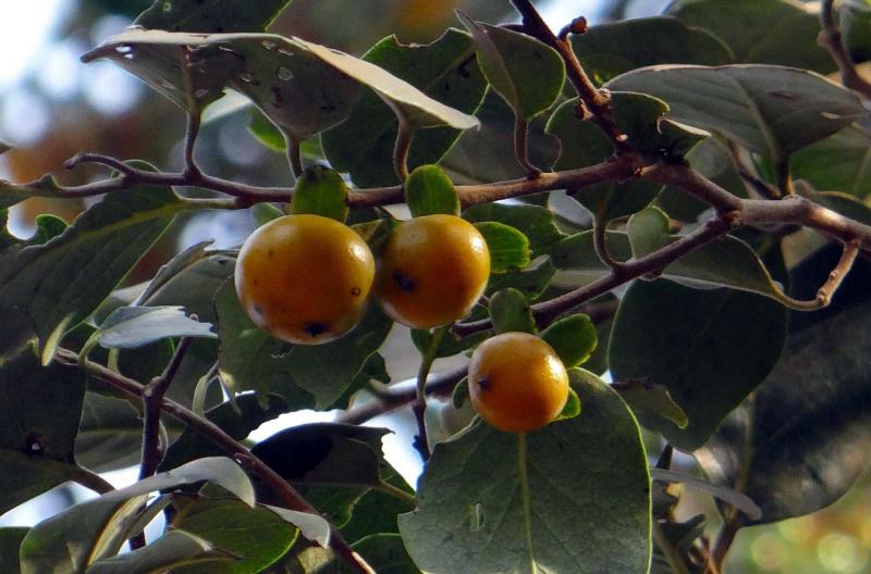 East Indian Ebony, Ebony Persimmon, 10 seeds