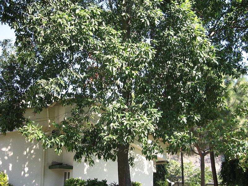 Elaeocarpus gnitrus (Bead Tree, Rudraksha Tree), 10 seeds