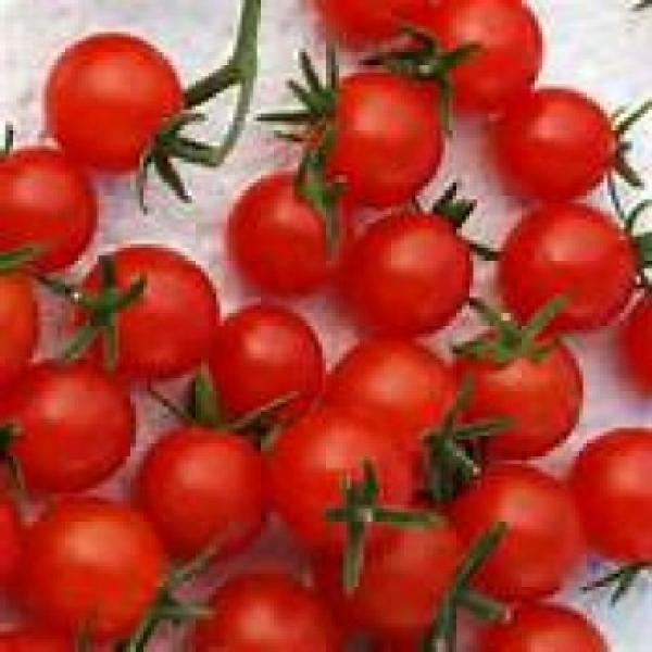 Tomato "red mass cocktail", organic, 10 Seeds