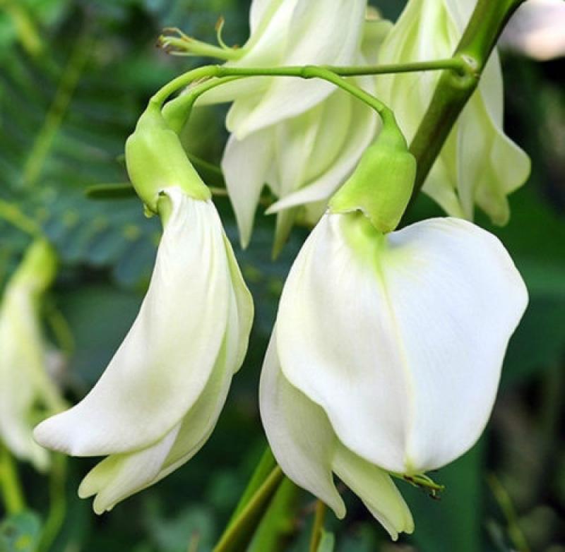 Sesbania Grandiflora tree WHITE, edible hummingbird flower, 10 seeds