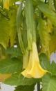 Baum-Brugmansia, Engelstrompete, gelb, Supergrosse Blüten, 10 Samen