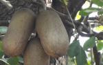Kigelia pinnata, Leberwurstbaum, saucage tree, schwere Früchte,10 Samen