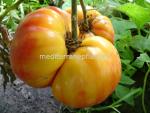 Ungarische Hillbilly Kartoffeltomate, seltene Form, 10 Samen